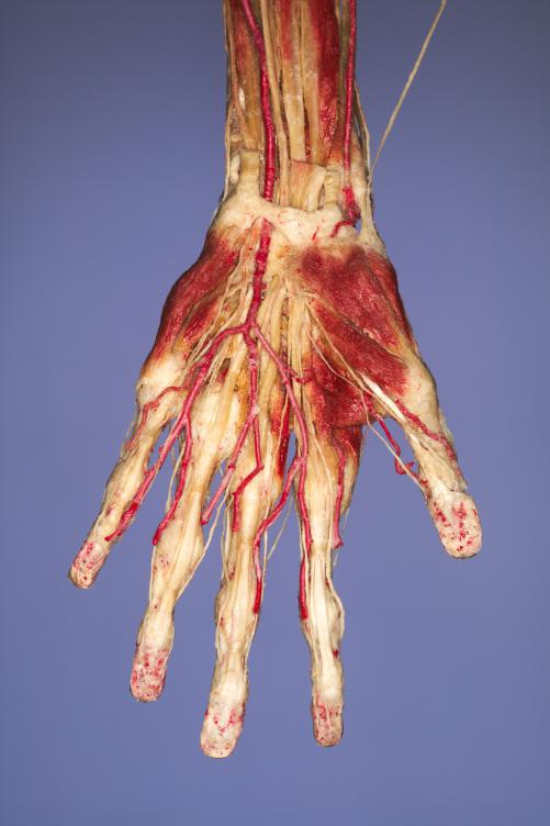 P8-Hand-1-IMG_7872