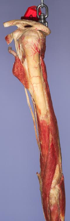 P8-Schulter-&-Oberarm-3-IMG_7883