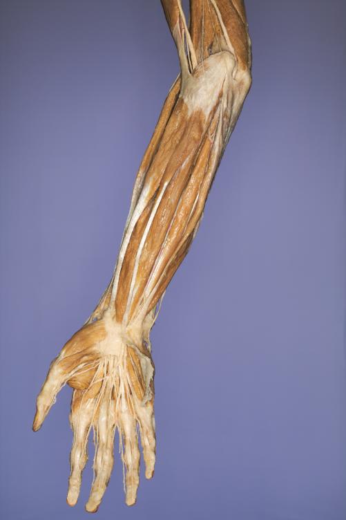 P9-Unterarm-&-Hand-1-IMG_7957