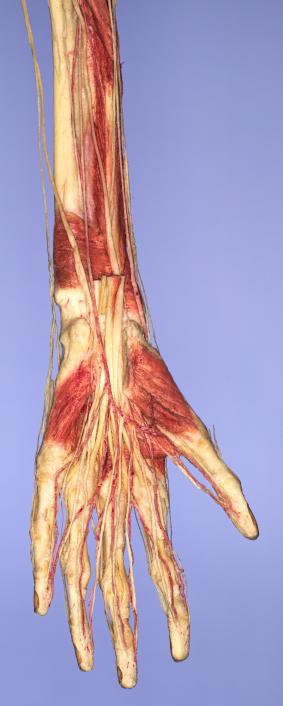 P10-Hand-1-IMG_8421