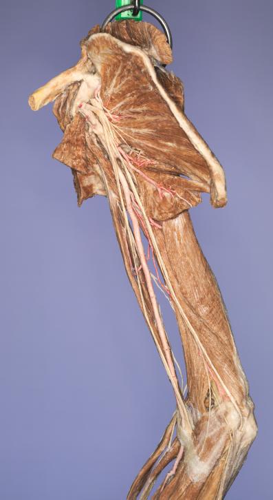 P11-Schulter-&-Oberarm-1-IMG_7978