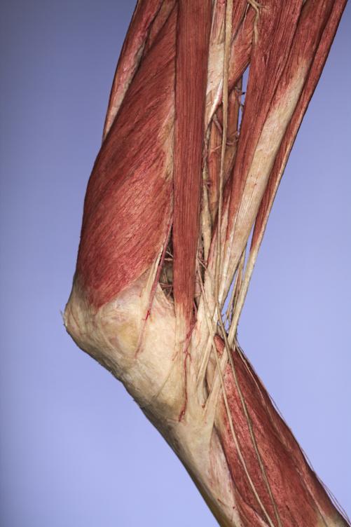 P15-Knie-2-IMG_8228