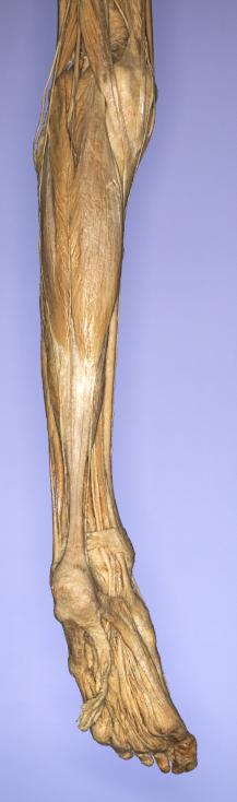 P20-Unterschenkel-&-Fuß-3-IMG_8048